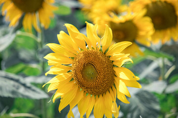 Fototapeta premium Close-up of a sunflower growing in a field of sunflowers during a nice sunny summer day with some clouds.
