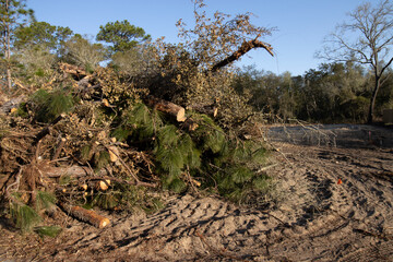 Native forest habitat destroyed for new housing construction in north central Florida © Tsado
