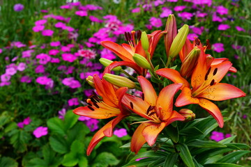 A bright variety of lily flowers.