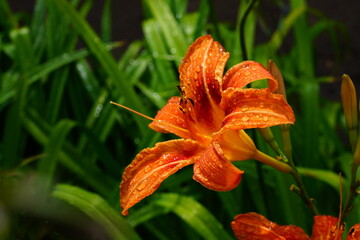 A bright variety of lily flowers.