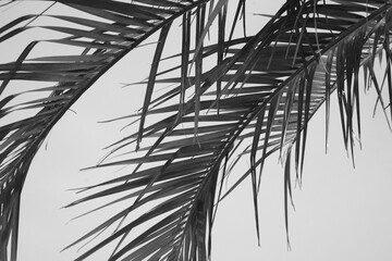 It is the leaf of a palm tree.
a cool, straight palm tree.