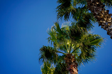 a palm tree stretched straight to the sky
The palm trees are big and 