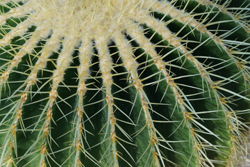 This is a photo of a cactus with thorns.
The cactus is big and the thorns are sharp.