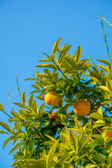 The blue sky and the fresh tangerine tree.