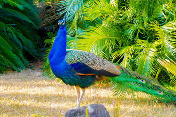 It is a beautiful blue peacock.
The peacock is elegant and wonderful.