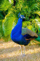 It is a beautiful blue peacock.
The peacock is elegant and wonderful.