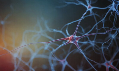 Neural circuits within the brain