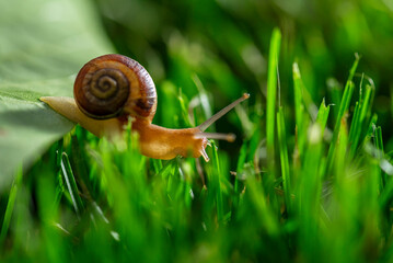 Lovely snail in grass with morning dew.