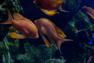 Underwater world with the sea goldie also known as the orange basslet, lyretail coralfish or scalefin anthias ( Pseudanthias squamipinnis )