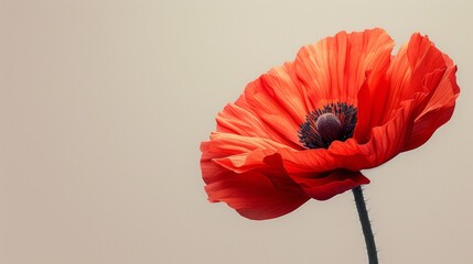 Red poppy flower isolated on white background with copy space for text.
