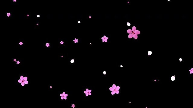 Exploding small pink cherry blossom flowers and petals, spring animation transition, isolated on black background.