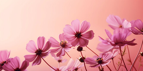pink flowers on a pink background