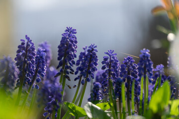Spring flowers © Lukasz