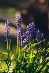 Spring flowers © Lukasz