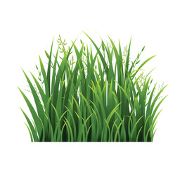 Fototapeta premium green grass isolated on white
