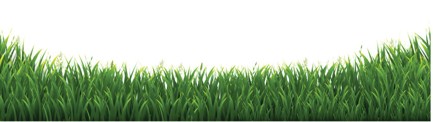 green grass background