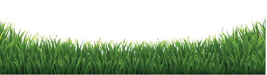 Poster green grass background © barbaliss