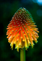 The Red Hot Poker