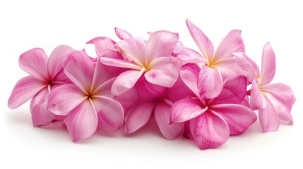 A cluster of pink frangipani flowers set against a white background