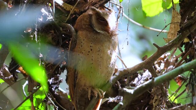 Camouflaged frogmouth bird perched in natural habitat. Wildlife and nature conservation.