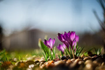 Foto auf Glas spring flowers © Lukasz