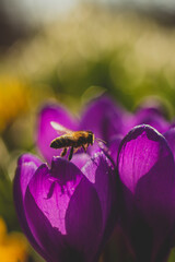 spring flowers