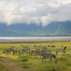 Herd of zebras in the Ngorongoro Crater. Africa. Tanzania.