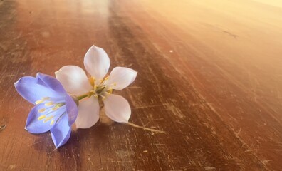 Fototapeta na wymiar Purple and white Lignum vitae flowers are placed on brown wood. 