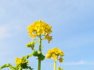 青空と菜の花