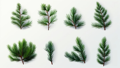 Collection of Pine Needles on White Background