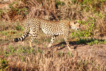 A Cheetah on the lookout for prey on the vast savanna plains with bright blue skies at Amboseli National Park, Kenya