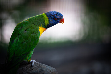 Beautiful parrots taken at a shallow depth of field to accentuate the bird and the colors of the birds. taken in a bird park in Johannesburg of South Africa