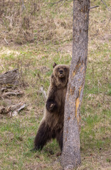 Grizzly Bear in Spring in Yellowstone National Park Wyoming