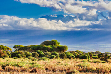 Africa's highest peak - Mount Kilimanjaro is seen on a brilliant sunlit day looming high over the Amboseli national park, Kenya