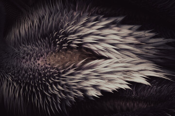 Top-view of a pelican with ruffled feathers, slightly edited for enhanced detail. Captures the bird's unique texture and natural beauty from an uncommon perspective.
