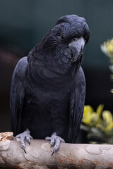 Beautiful parrots taken at a shallow depth of field to accentuate the bird and the colors of the birds. taken in a bird park in Johannesburg of South Africa