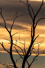 Sonnenuntergang mit toten Baum und Äste im Vordergrund