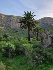 Fototapeta na wymiar Pico de Bandama, Gran Canaria, Canary Islands, Spain - palm tree in green oasis surrounded by steep cliffs of volcanic crater