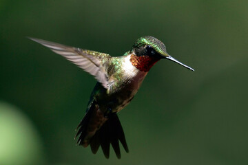 hummingbird in flight