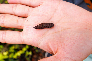 Insect larvae, grub; Galapagos