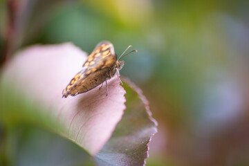 Le papillon sur la feuille naturelle