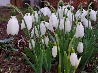 Beautiful snowdrops bloomed and blossomed in their natural environment in the ground