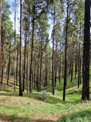 Forest of tall pine trees and grass growing on the floor in Gran Canaria, Spain