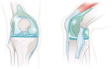 Synovial joint of the knee. Illustration