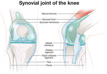 Synovial joint of the knee. Labeled. Illustration