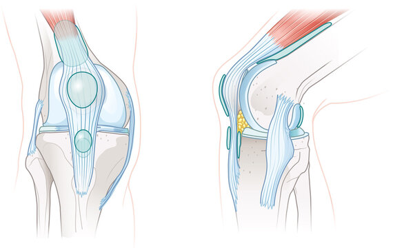 Bursae of the knee joint. Illustration