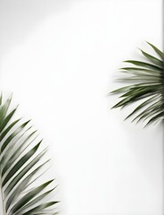 Fototapeta premium Natural palm leaf shadow overlay isolated on white background