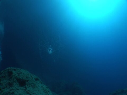 Turritopsis nutricula Turritopsis dohrnii Oceania O.armata immortal underwater 