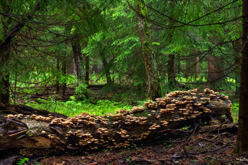 A fallen trunk covered with edible wild mushrooms Sheathed woodtuft (Kuehneromyces mutabilis) in...