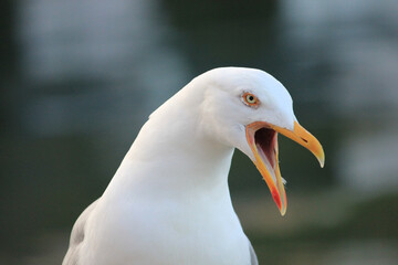 Close Up of a Seagull Squawking